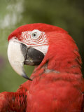 Closeup of a Captive Red-And-Green Macaw Photographic Print by Tim Laman