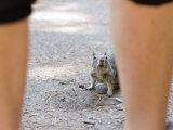 California Ground Squirrel Stands his Ground Lámina fotográfica por Rich Reid California Ground Squirrel Stands his Ground Lámina fotográfica por Rich Reid