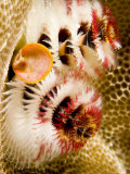 Closeup of Christmas Tree Worms, French Polynesia Photographic Print by Tim Laman