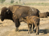 Bison Graze on the Wiedderick Ranch near Malta, Montana Photographic Print by Joel Sartore
