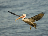 Brown Pelican in Flight, California Photographic Print by Tim Laman