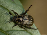 Close View of a Beetle on a Leaf, Groton, Connecticut Photographic Print by Todd Gipstein