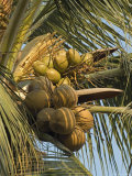 Coconuts Cluster at Los Tules Resort in Puerto Vallarta, Mexico Photographic Print by Rich Reid