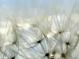 Close View of Dandelion Seeds, Groton, Connecticut Photographie par Todd Gipstein