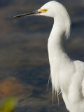 Closeup of a Snowy Egret, Sanibel Island, Florida Photographic Print by Tim Laman