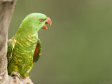 Closeup of a Scaly-Breasted Lorikeet, Singapore Photographic Print by Tim Laman