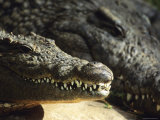 Adult Crocodiles Resting in the Sun, South Africa Lámina fotográfica por Bill Hatcher