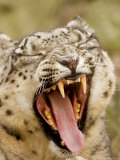 Closeup of a Yawning, Captive Snow Leopard, Massachusetts Photographic Print by Tim Laman