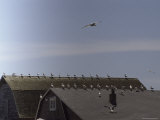 Birds Perched on a Rooftop Photographic Print by Stacy Gold