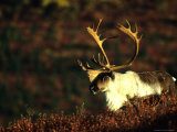 Caribou Bull Photographie par Michael S. Quinton