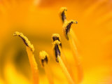 Close View of the Stamen of a Yellow Flower, Groton, Connecticut Photographic Print by Todd Gipstein