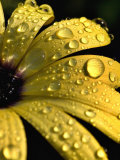 Close View of Water Drops on an Osteospermum Hybrid, Groton, Connecticut 写真プリント - トッド・トッド・ジプステイン Close View of Water Drops on an Osteospermum Hybrid, Groton, Connecticut 写真プリント - トッド・トッド・ジプステイン