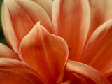Close View of Petals of an Orange Flower, Groton, Connecticut 写真プリント - トッド・トッド・ジプステイン Close View of Petals of an Orange Flower, Groton, Connecticut 写真プリント - トッド・トッド・ジプステイン