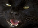 Black Cat in Burwell, Nebraska Photographic Print by Joel Sartore