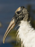 Closeup of a Wood Stork, Sanibel Island, Florida Photographic Print by Tim Laman