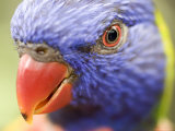 Closeup of a Rainbow Lorikeet, Singapore Photographie par Tim Laman