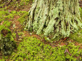 Atlantic White Cedar Swamp, Cape Cod, Massachusetts Photographic Print by Tim Laman
