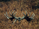 Bull Moose Lifts its Head to Smell, Alaska Fotografie-Druck von Michael S. Quinton