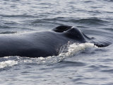 Closeup of a Humpback Whale Breathing, Massachusetts Photographic Print by Tim Laman