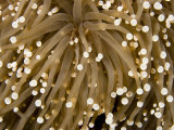 Closeup Detail of a Sea Anemone, Bali, Indonesia Fotografie-Druck von Tim Laman