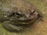 Colorado River Toad from the Henry Doorly Zoo, Omaha Zoo, Nebraska Photographie par Joel Sartore