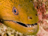Closeup of a Giant Moray Eel, French Polynesia Photographic Print by Tim Laman