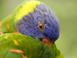 Closeup of a Rainbow Lorikeet Preening, Singapore Photographic Print by Tim Laman