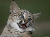 Bobcat at a Wildlife Rescue Member's Home in Eastern Nebraska Photographic Print by Joel Sartore