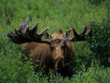 Bull Moose in Velvet, Alaska Photographic Print by Michael S. Quinton