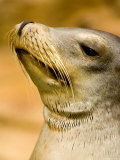 Closeup of a California Sea Lion, Basking Photographic Print by Tim Laman