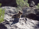 Closeup of a Golden-Mantled Ground Squirrel, California Photographic Print by Rich Reid