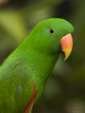 Closeup of a Male Eclectus Parrot Photographic Print by Tim Laman