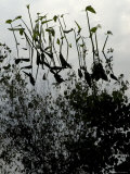 Aquatic Plants Growing in a Marsh Where a Tree is Reflected, Groton, Connecticut Photographic Print by Todd Gipstein