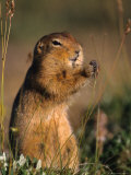 Arctic Ground Squirrel Feeds on Grass Seeds, Alaska Photographic Print by Michael S. Quinton