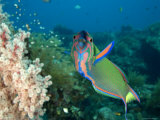 Closeup of a Brightly Colored Crescent Wrasse, Bali, Indonesia Photographic Print by Tim Laman