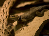 Collard Lizard from the Henry Doorly Zoo's Desert Dome, Omaha Zoo, Nebraska Photographic Print by Joel Sartore