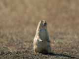 Joel Sartore - Black-Tailed Prairie Dog in Eastern Montana Fotografická reprodukce