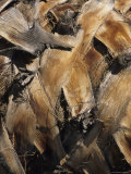 Close View of Palm Tree Bark Photographic Print by Stacy Gold