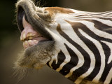Closeup of a Grevys Zebra's Mouth Fotografie-Druck von Tim Laman