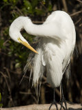 Closeup Portrait of a Great Egret, Sanibel Island, Florida Photographic Print by Tim Laman