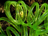 Close-Up of Coiled Garden Hose, Groton, Connecticut Photographic Print by Todd Gipstein