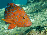 Closeup of a Blue-Spotted Grouper, Also Know as a Coral Hind, Bali, Indonesia Photographie par Tim Laman