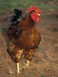 Bantam Hen Walks on Hay Outdoors Fotografie-Druck von Richard Nowitz