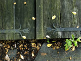 Close-Up of Shutters with Tulip Iron Work Hinges Photographic Print by Todd Gipstein