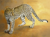 Leopard de Seronera Affiche par Danielle Beck