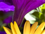 Close View of Purple Petunia and Yellow Symphony Osteospermum, Groton, Connecticut Photographic Print by Todd Gipstein