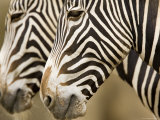 Closeup of Two Grevys Zebra's Faces Photographic Print by Tim Laman