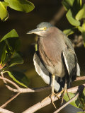 Closeup of a Green Heron on a Tree Branch, Sanibel Island, Florida Photographic Print by Tim Laman