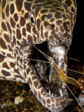 Cleaner Shrimp Cleaning Parasites from a Moray Eel's Mouth, Bali, Indonesia Photographic Print by Tim Laman