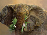 Tembo Posters par Danielle Beck
